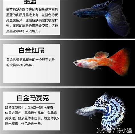 魚顏色|10 種罕見的孔雀魚顏色（附圖） 